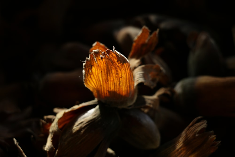 a close up of a flower on a dark background