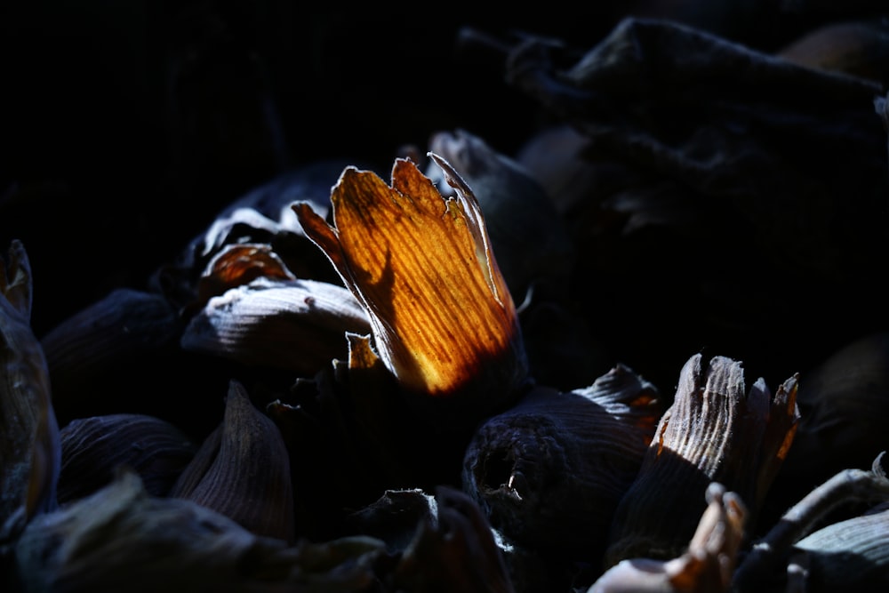 a flower that is sitting in the dirt