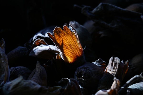 A flower that is sitting in the dirt
