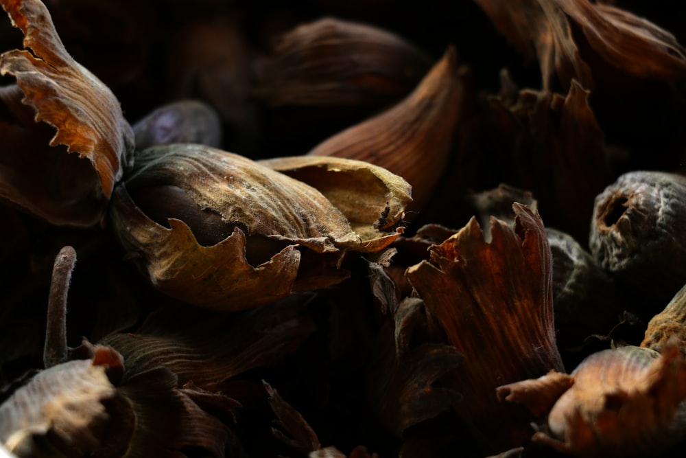 a close up of a bunch of dead flowers