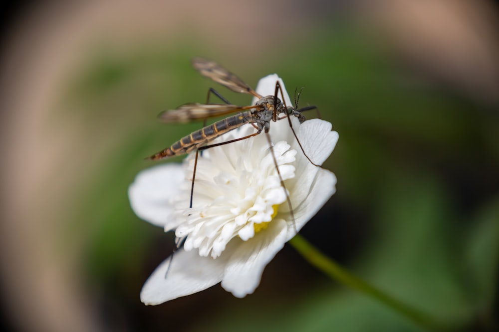 a bug sitting on top of a white flower