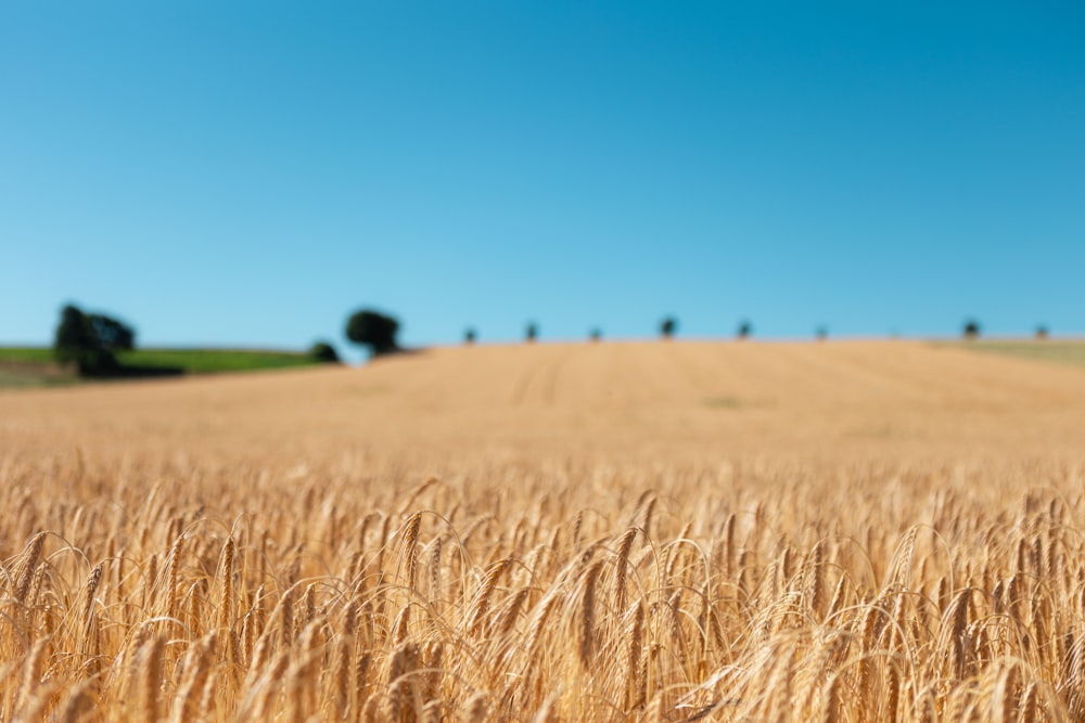 um campo de trigo com árvores no fundo