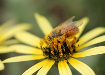 a bee is sitting on a yellow flower