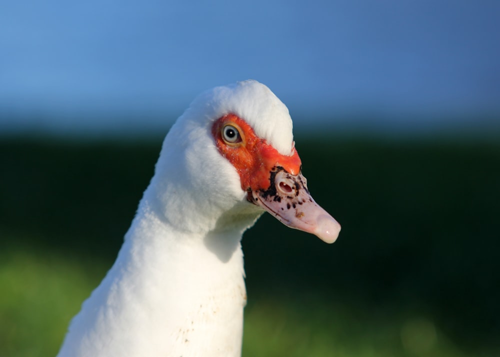 a close up of a white duck with a red head