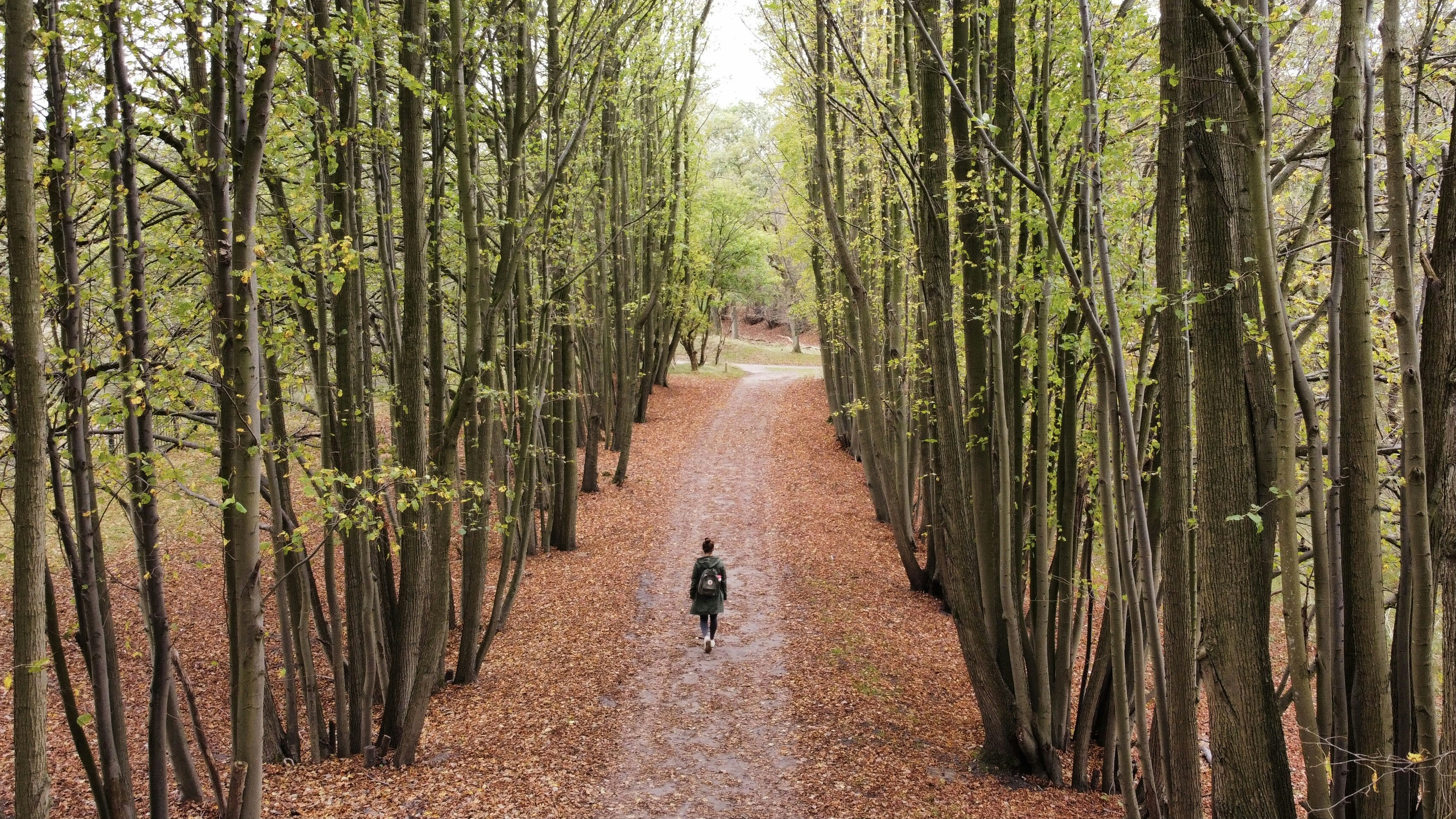 A person walking down a path in the woods photo – Free Green Image on ...