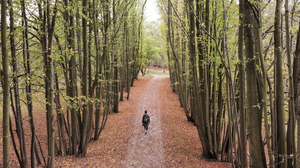 a person walking down a path in the woods