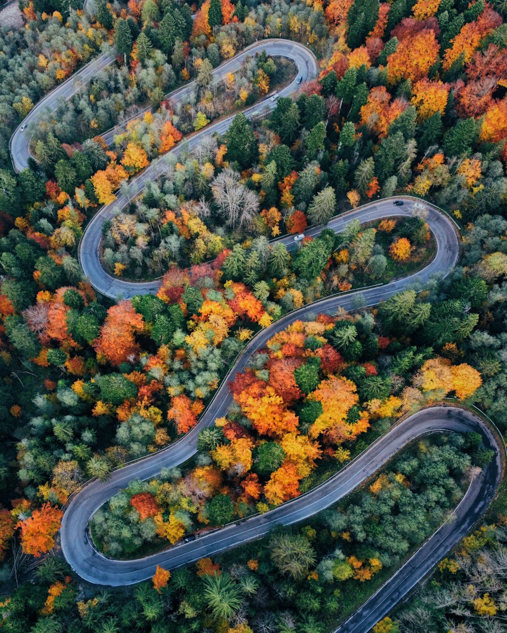 a winding road in the middle of a forest