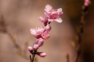 a pink flower is blooming on a branch 