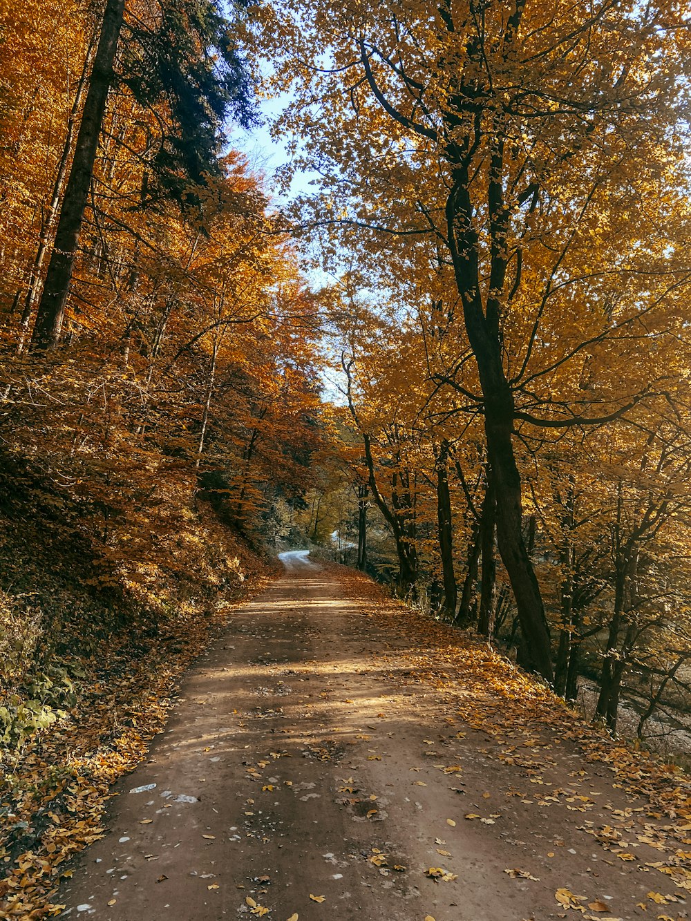 a dirt road surrounded by lots of trees