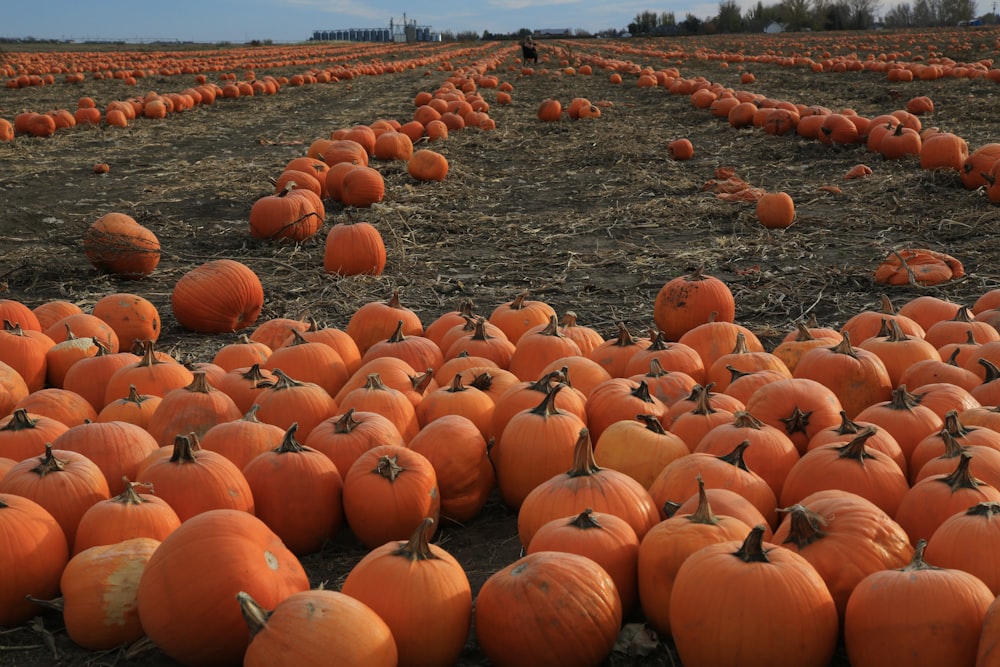 a large field full of pumpkins with a sky in the background