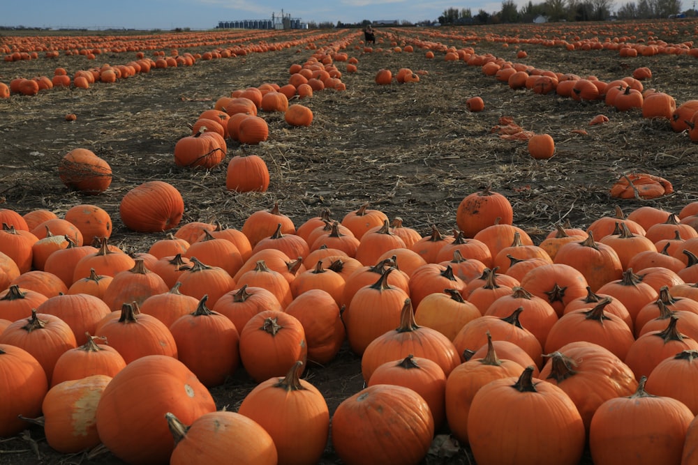 Un gran campo lleno de calabazas con un cielo en el fondo