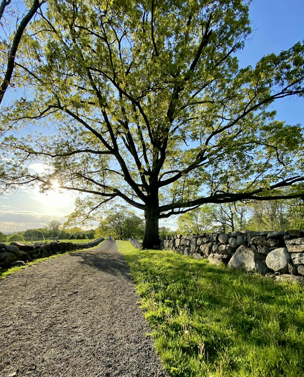 a dirt road next to a tree and a stone wall