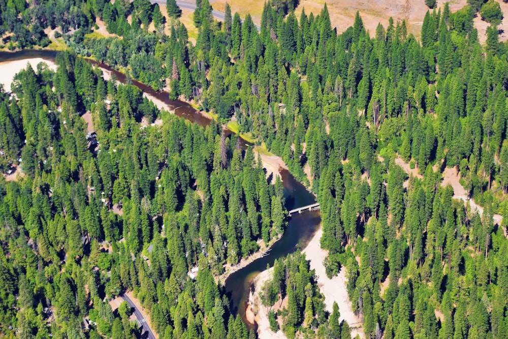 a river running through a forest filled with lots of trees