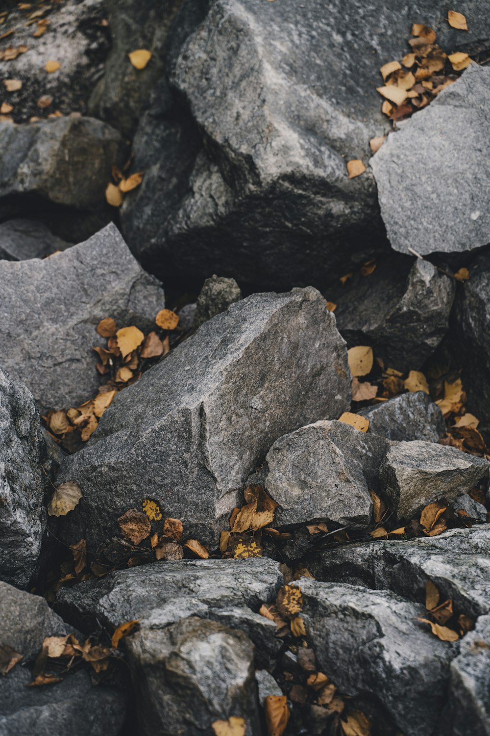 a teddy bear sitting on top of a pile of rocks