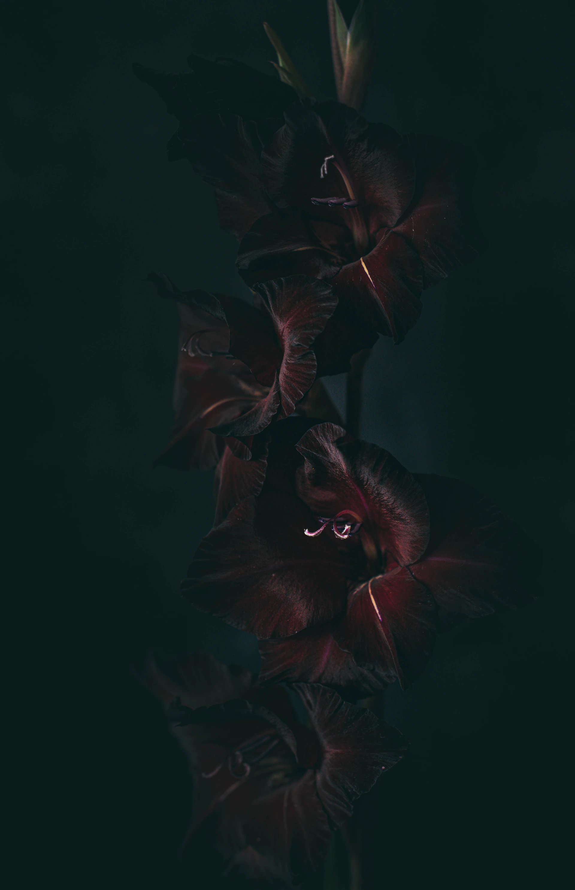 a bunch of flowers that are in the dark