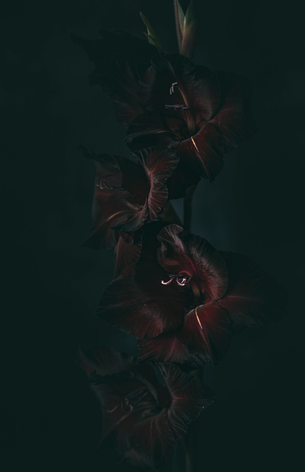 um ramo de flores que estão no escuro