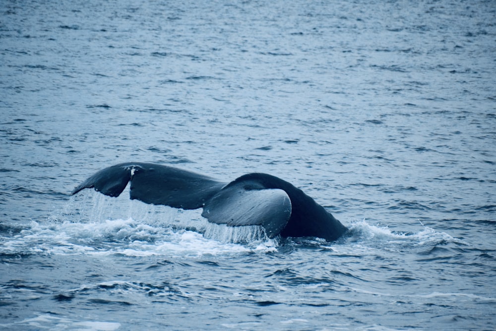 a humpback whale dives into the water