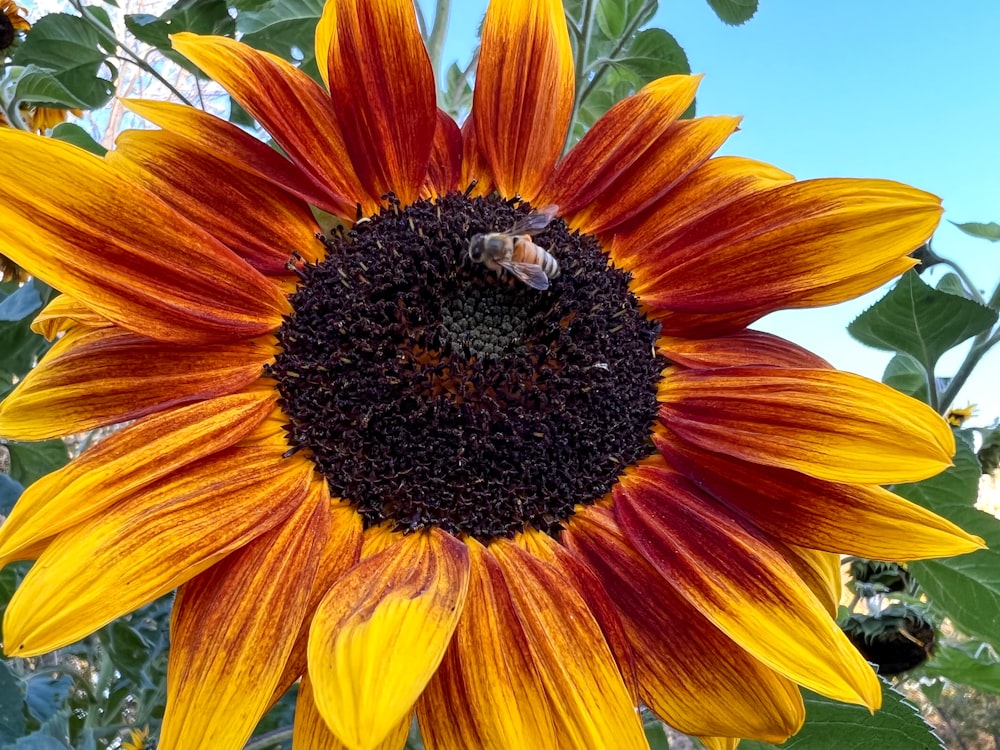 a large sunflower with a bee on it