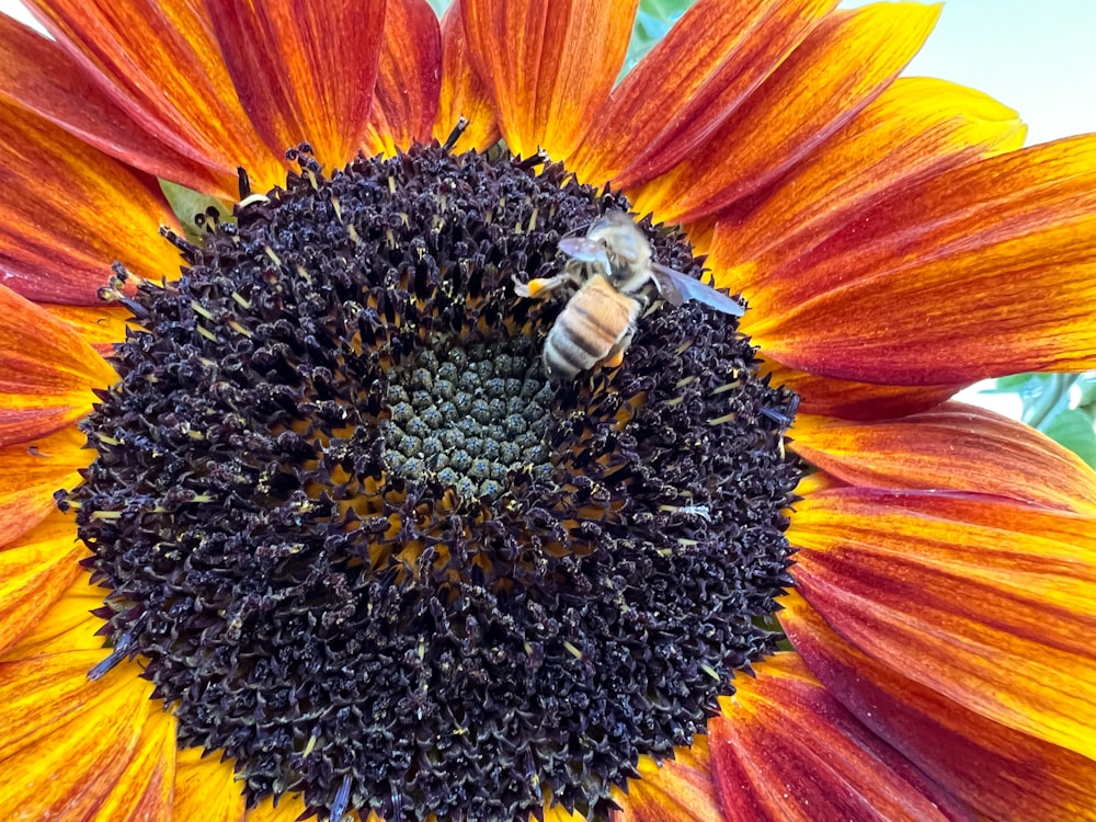 a large sunflower with a bee on it