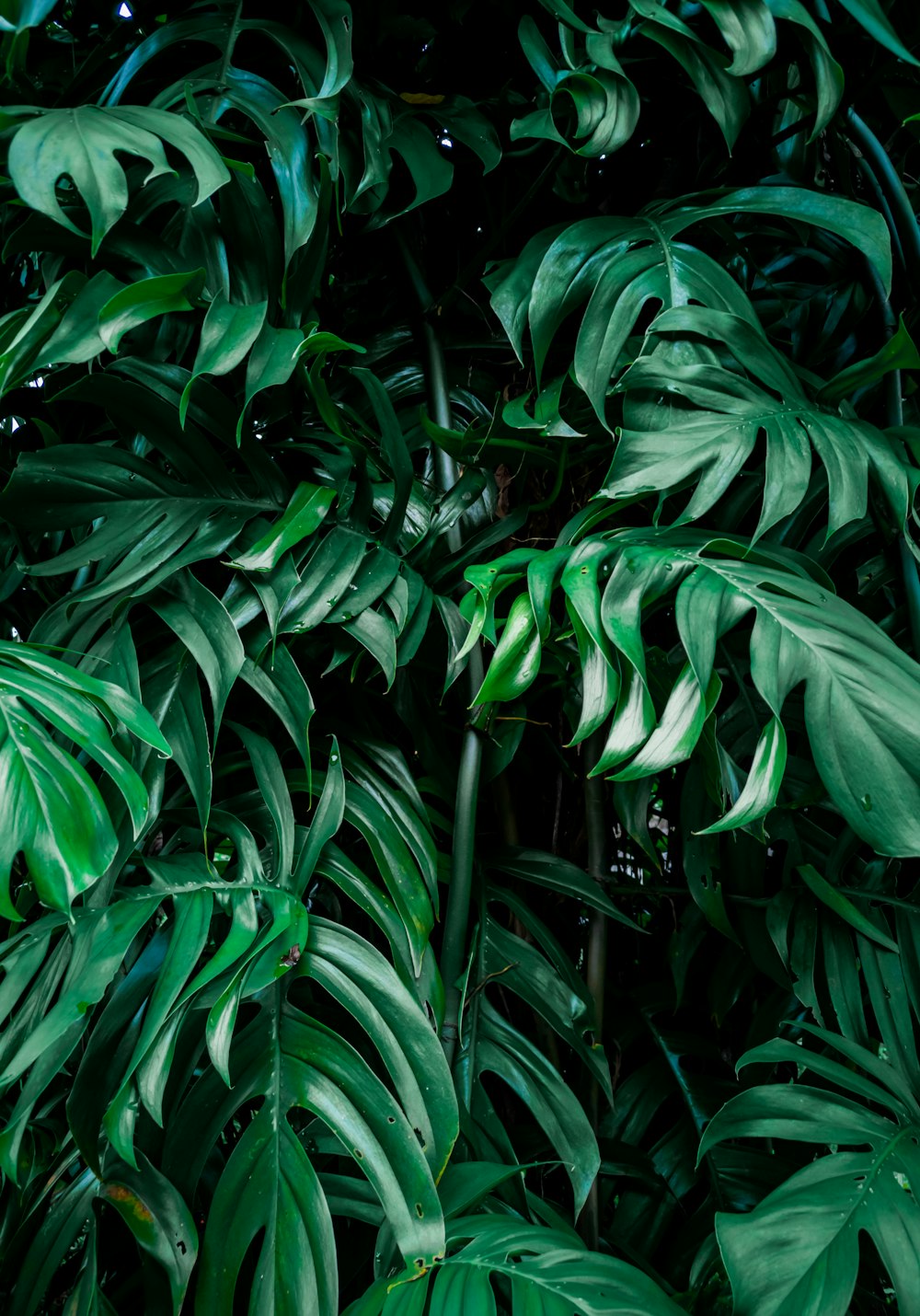 a close up of a plant with lots of green leaves