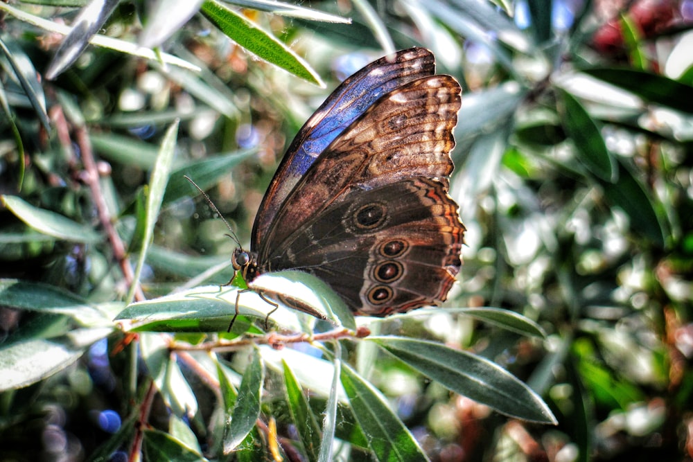 a butterfly sitting on top of a leaf covered tree