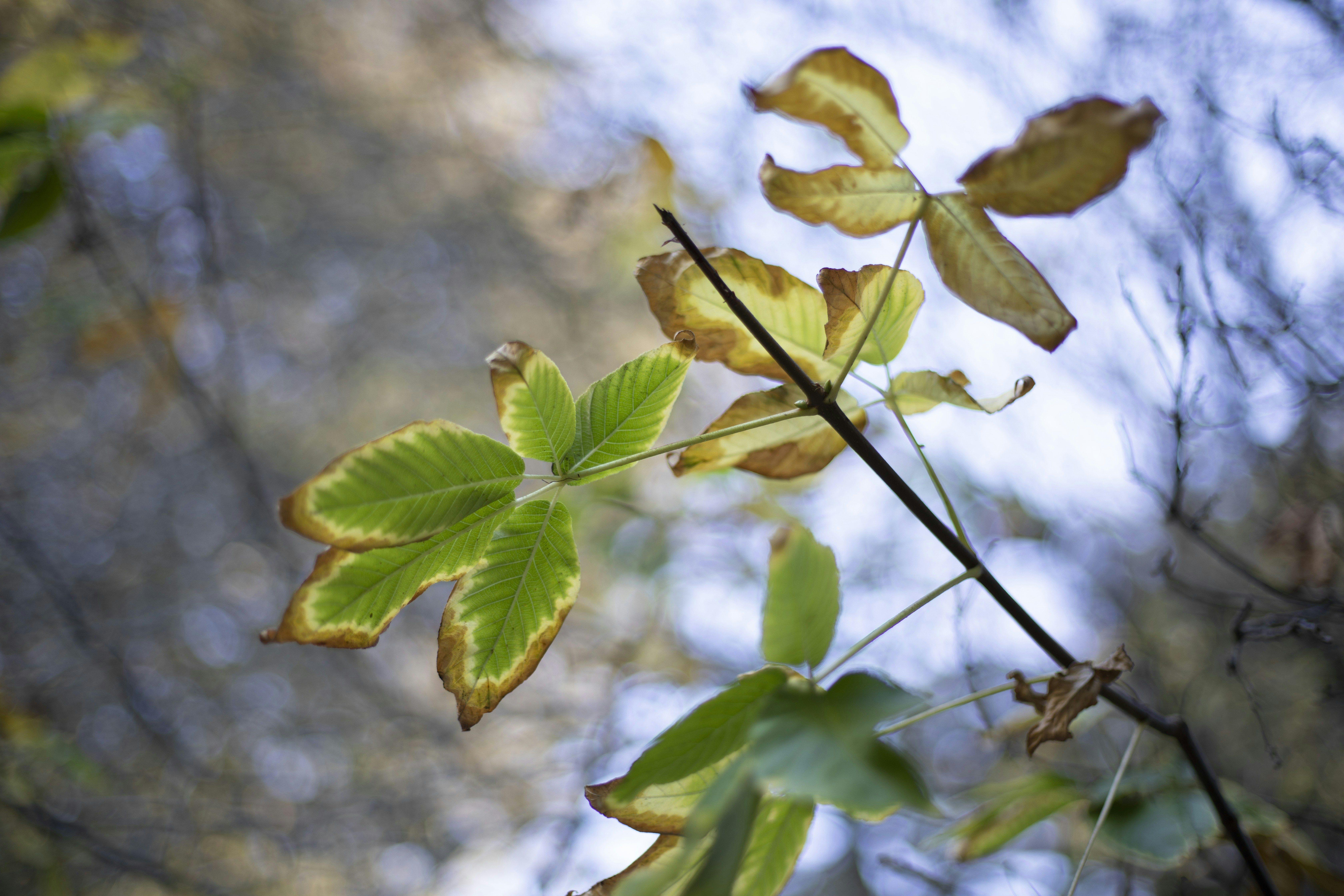森の中の緑の葉を持つ枝