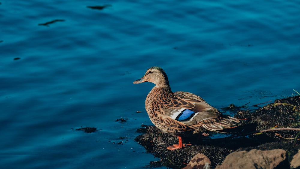 a duck standing on the edge of a body of water