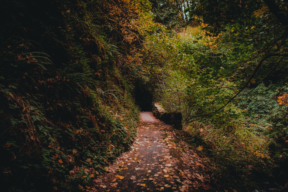 a path in the middle of a forest with leaves on the ground