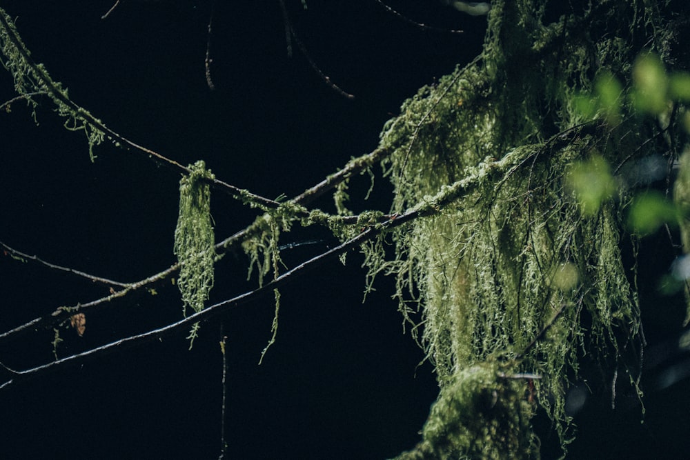 moss growing on a tree branch at night