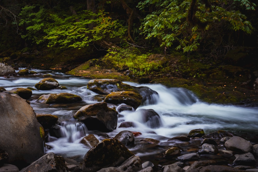 a stream running through a lush green forest