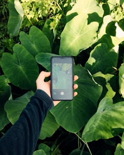 Hands holding a smartphone with a glowing raffle app interface surrounded by green leaves.