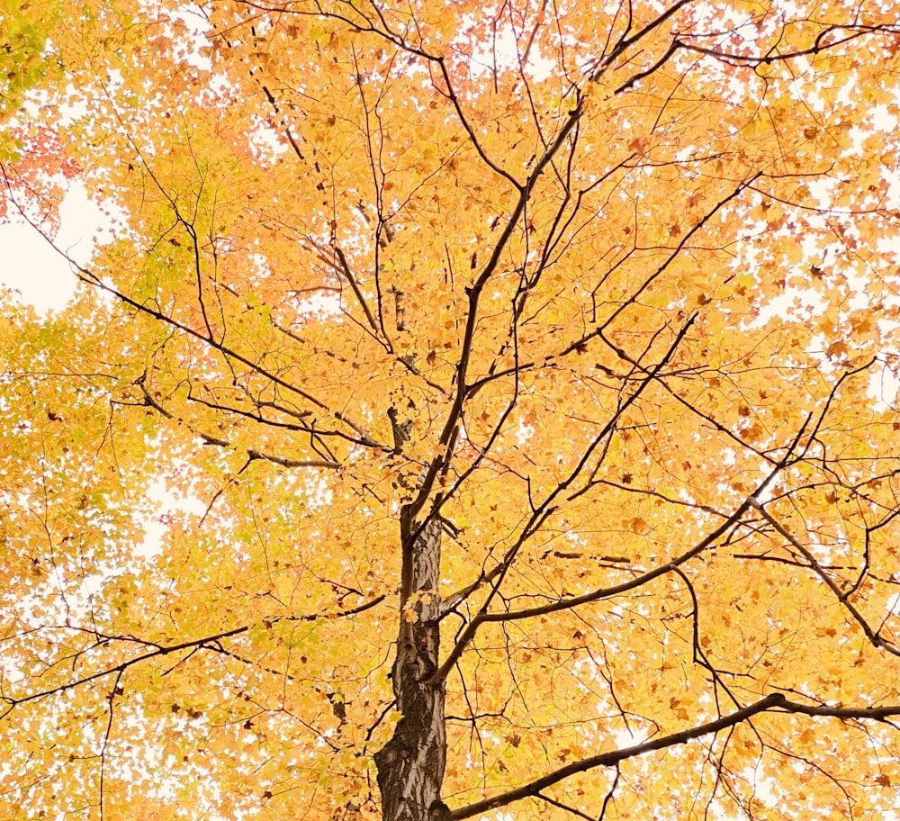 a tree with yellow leaves in the fall