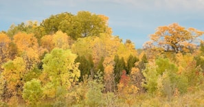 A vibrant forest landscape showcasing diverse trees.