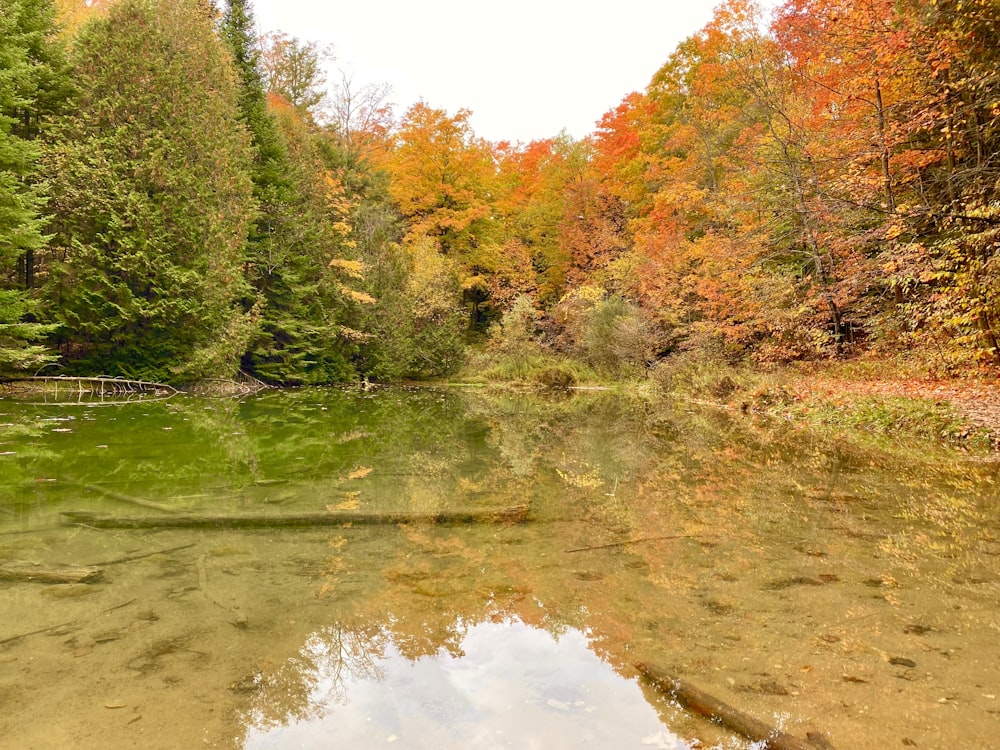 a body of water surrounded by lots of trees