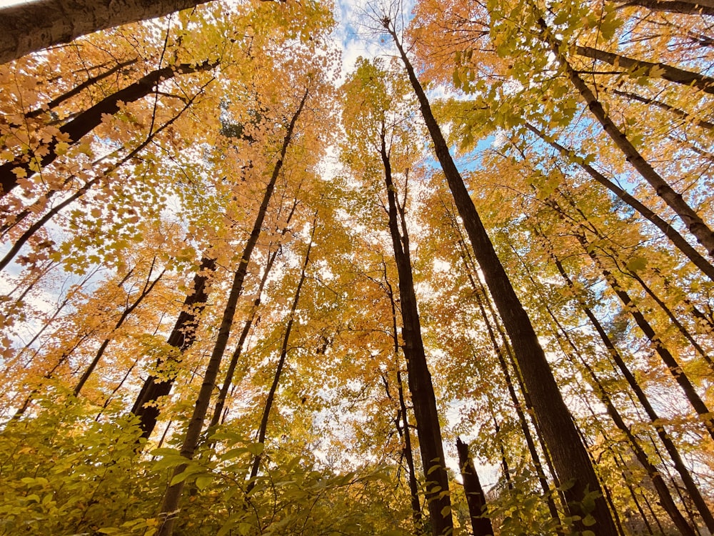 uma floresta cheia de muitas árvores altas