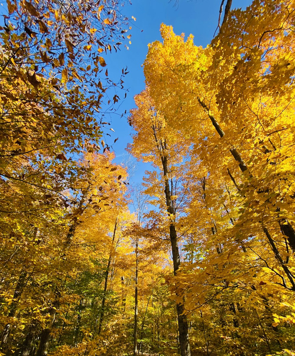 a forest filled with lots of yellow trees