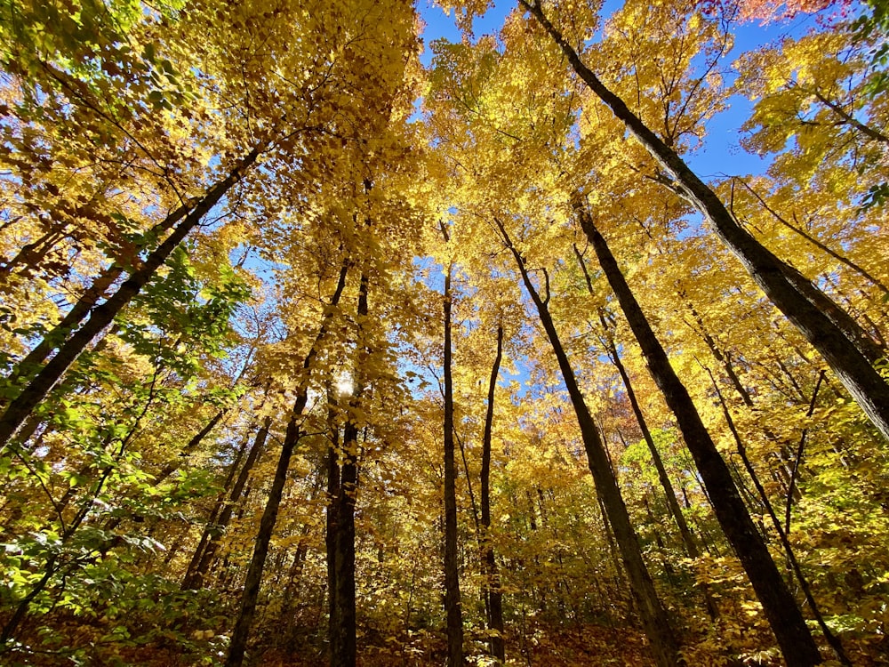 a forest filled with lots of trees covered in leaves