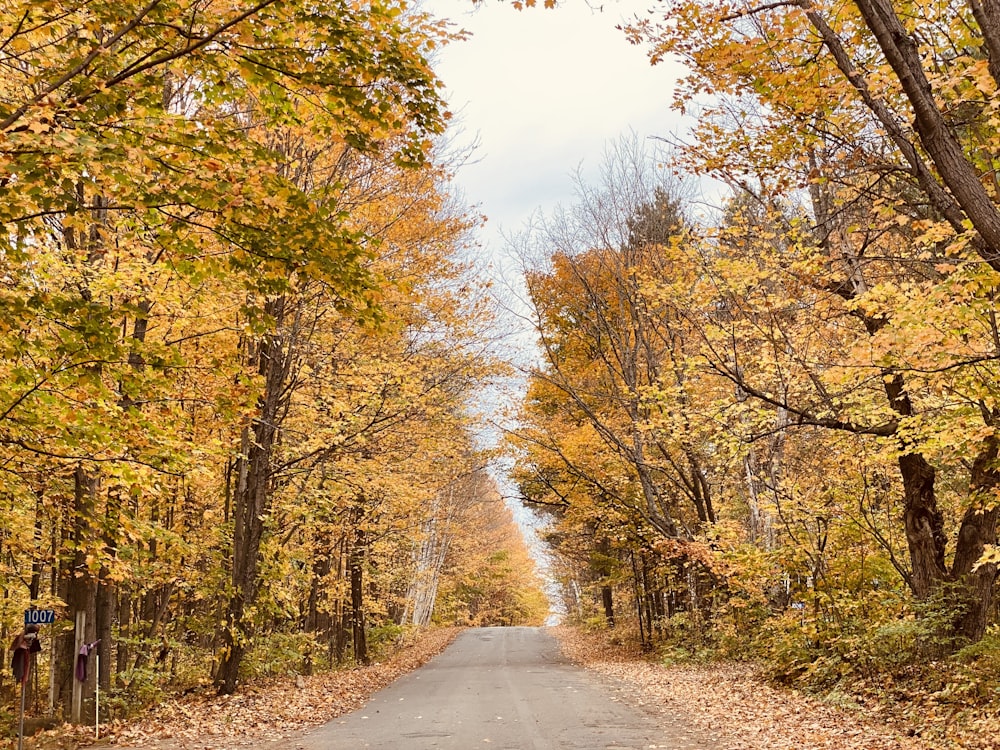 a road surrounded by trees with yellow leaves