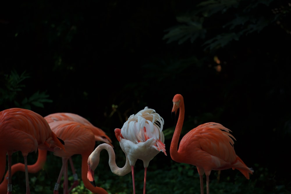 a group of flamingos standing next to each other