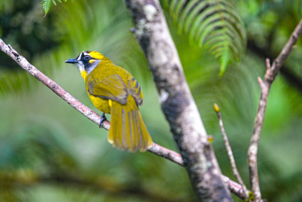 a yellow bird perched on a tree branch