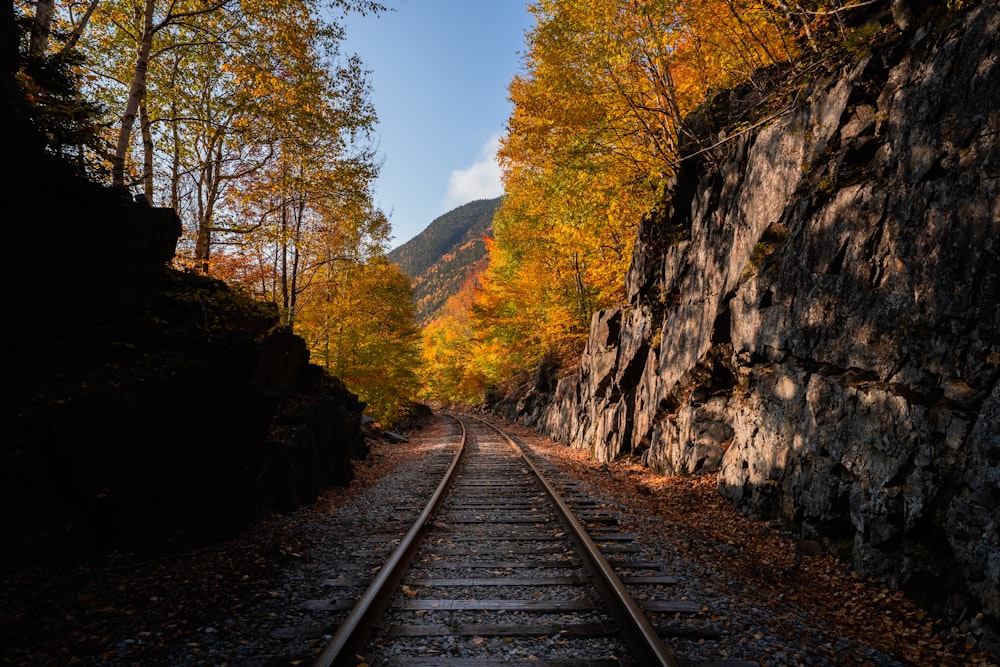 a train track running through a forest filled with trees