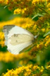 a white butterfly sitting on a yellow flower