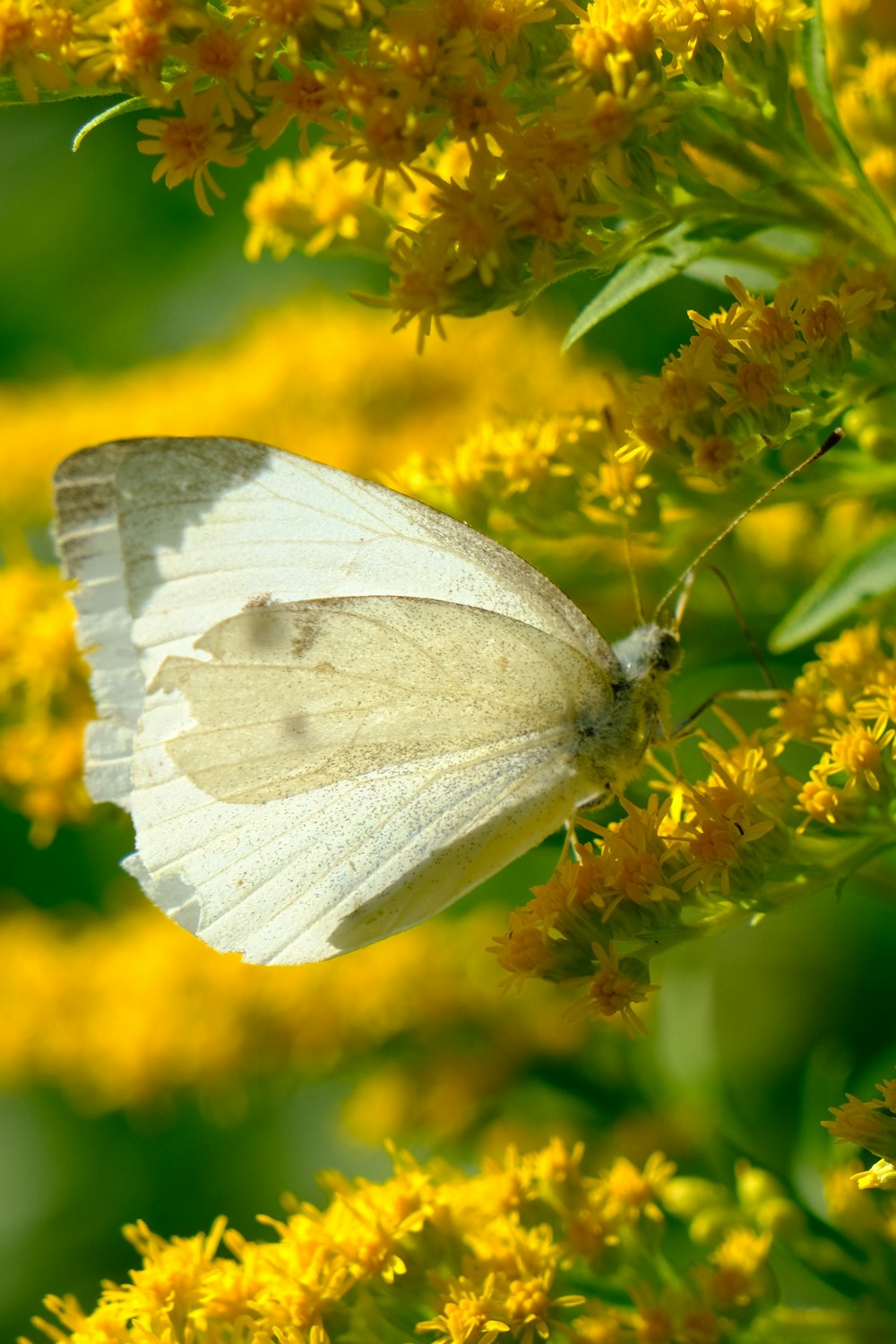 a white butterfly sitting on a yellow flower