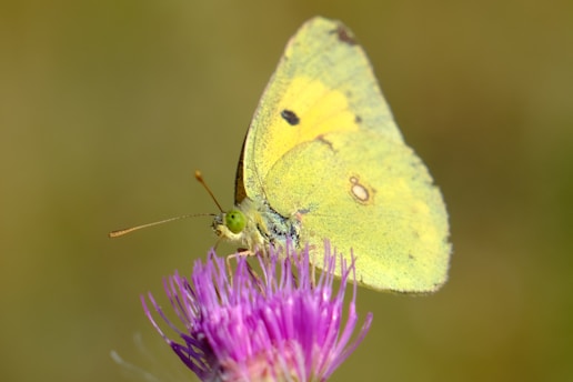 a yellow butterfly sitting on top of a purple flower