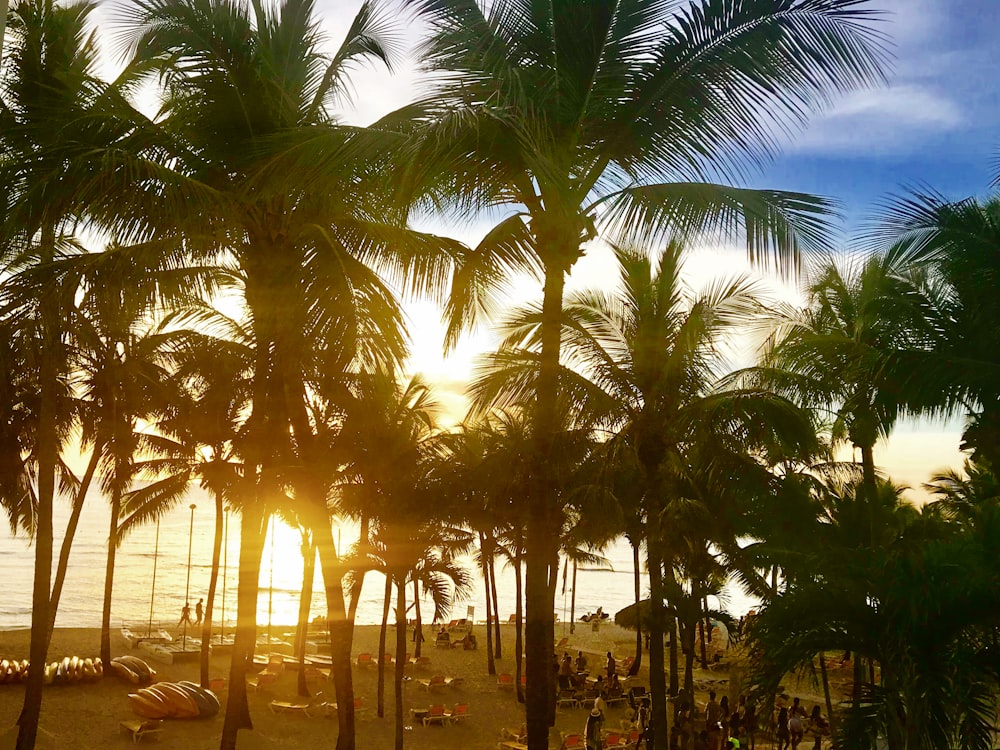 uma praia com palmeiras e pessoas nela