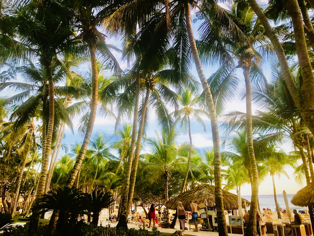 a group of people standing under palm trees