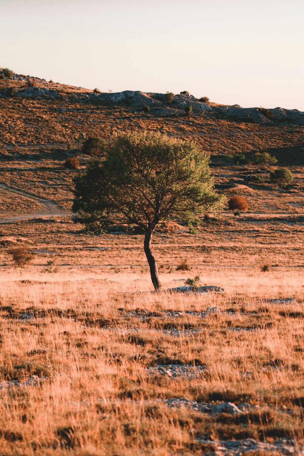 a lone tree in the middle of a field