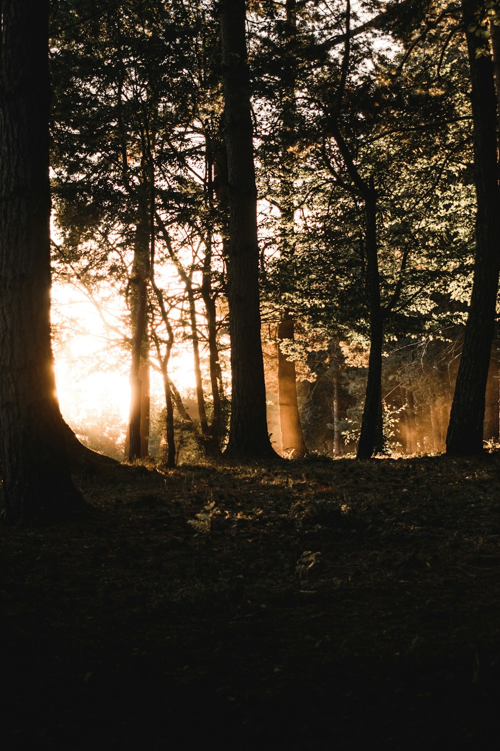 the sun is shining through the trees in the forest