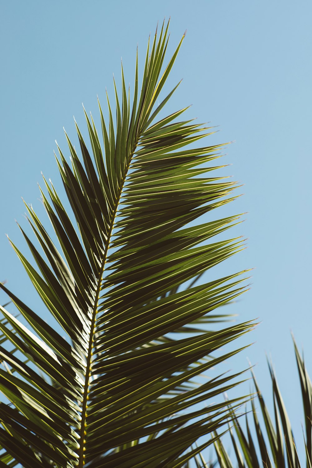 a close up of a palm leaf against a blue sky