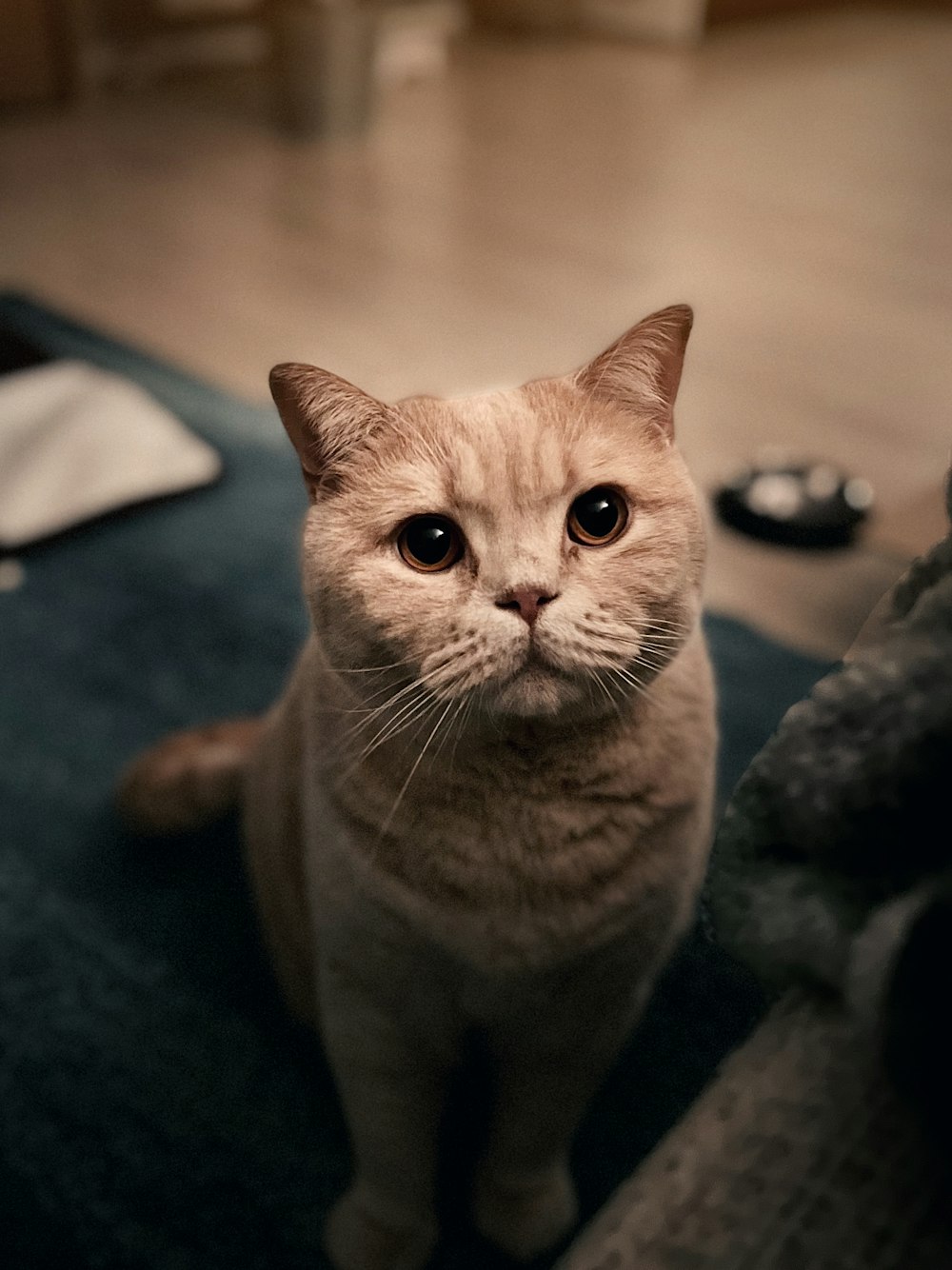 a cat sitting on the floor looking at the camera